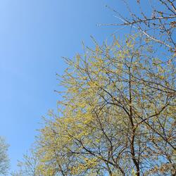 Spring flowers used to be