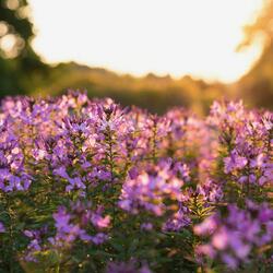 In between spring and summer