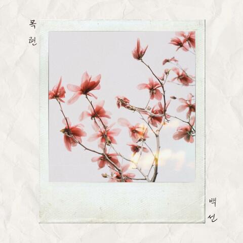 magnolia