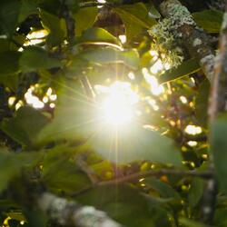 Fragments of Sunlight