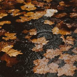 This rain that falls in autumn