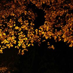 Longing, Sleepless Night