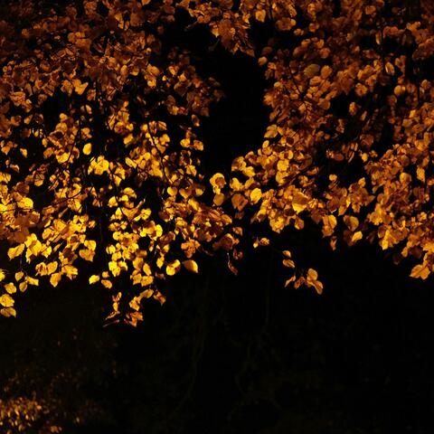 Longing, Sleepless Night