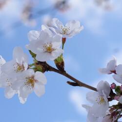 Cherry leaf (with YeonSun)