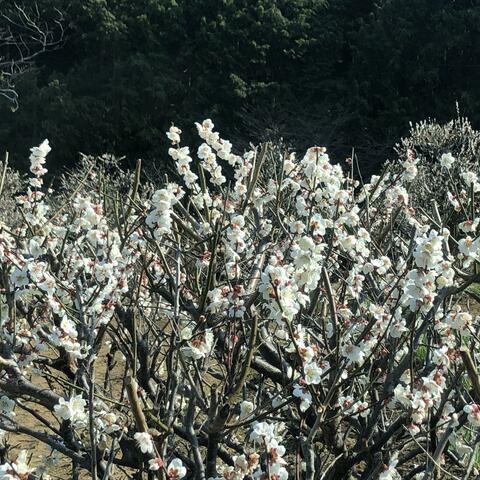 Dancer Piano Vol. 9 - Resonance