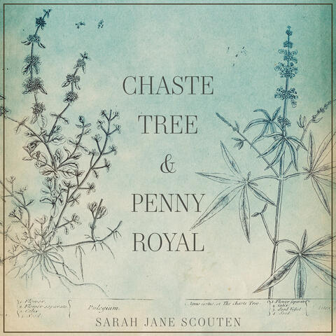 Chaste Tree and Pennyroyal