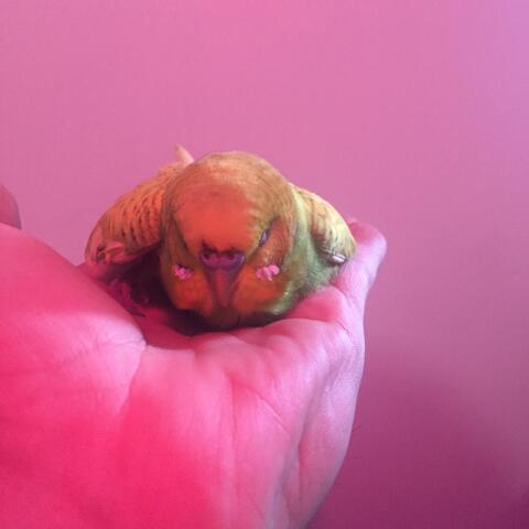 Featherweights