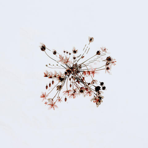 Thistledown (Hologramme Remix)