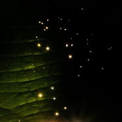 Night Song
