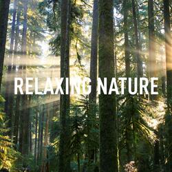 Dutch Forest Sounds