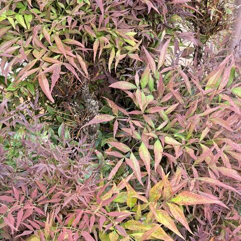 Fuchsia Leaves