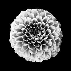 Do You Think About Me?