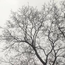 Rain in November (Morning)