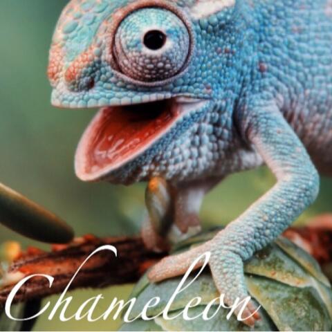 Chameleon