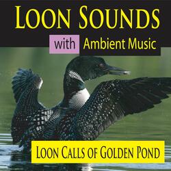 Loon Calls at Twilight (with Night Sounds)