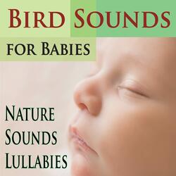 Night Time Nightingales (for Babies)