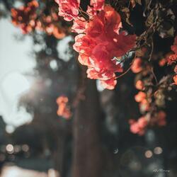 For The Lover That I Lost