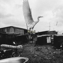Heal