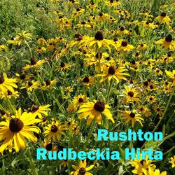 Rudbeckia Hirta