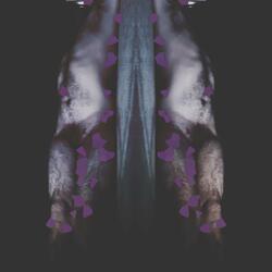 Contradictorytake3 [Adjacency]