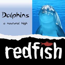 Dolphins - A Natural High