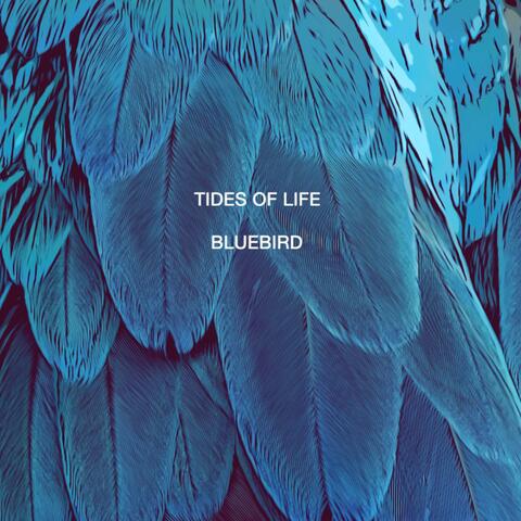 Blue Bird (From "Naruto Shippuden")