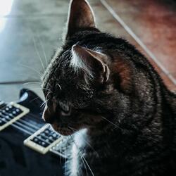 Cat Metal