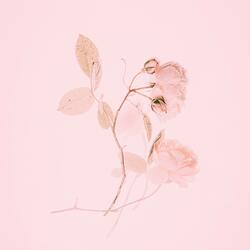 Pink Venom