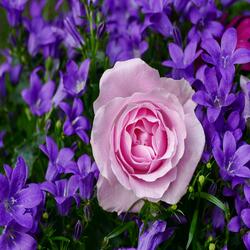PinkPantheress Y2K Flowers
