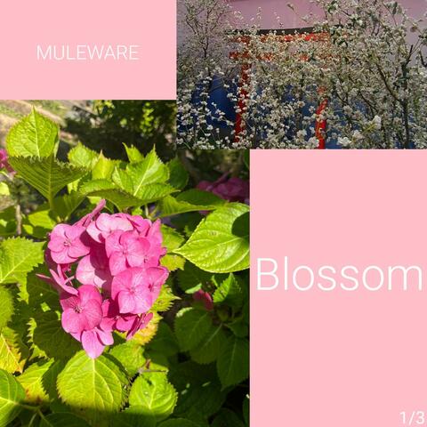 Blossom