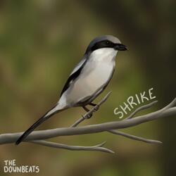 Shrike