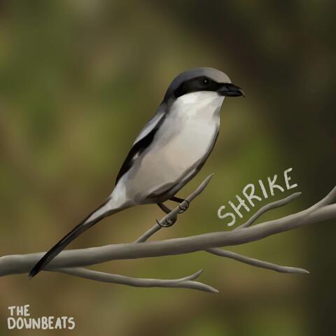 Shrike