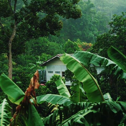 Rainforest Rain Sounds with Birds