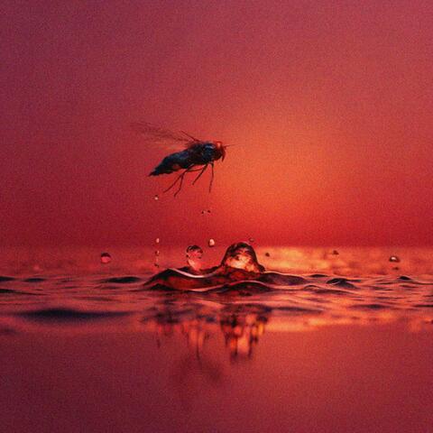 Fly