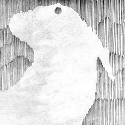 Flightless Bird, American Mouth