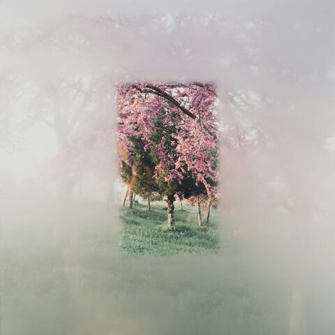 swan song
