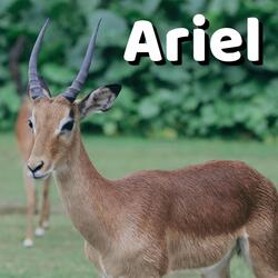 Ariel