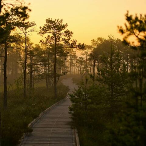 Dreamscape