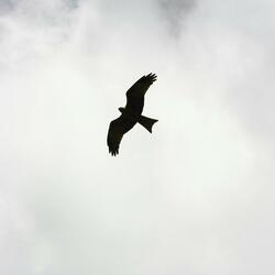 Wings