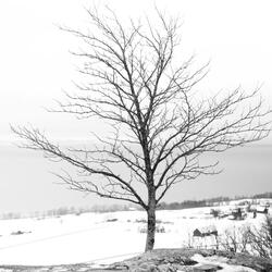 Hanging Tree
