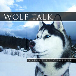 8 Wolf Talk