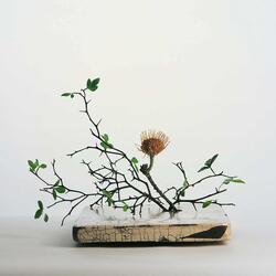 Schopenhauer’s Garden