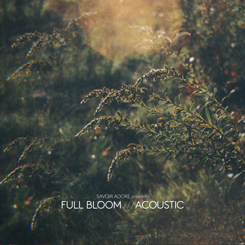 Full Bloom