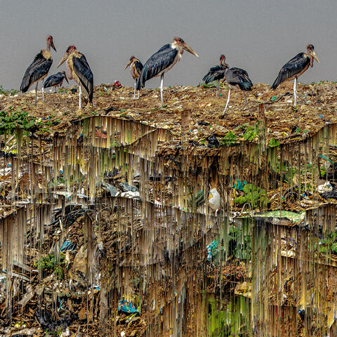 Kaloli Recycled