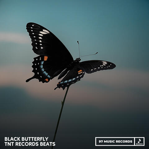 Black Butterfly