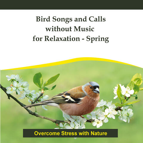 Bird Songs and Calls without Music for Relaxation - Spring