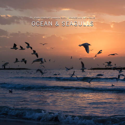 Ocean & Seagulls