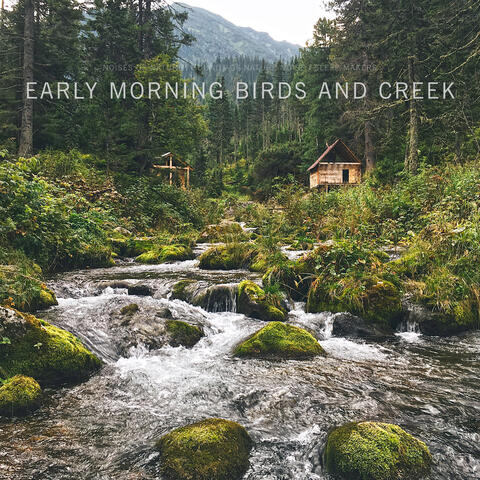 Early Morning Birds and Creek