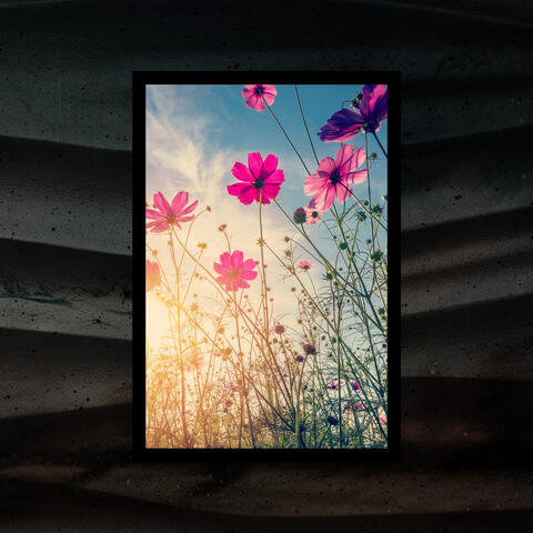 Bloom