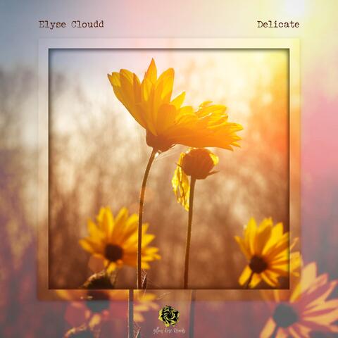 Delicate